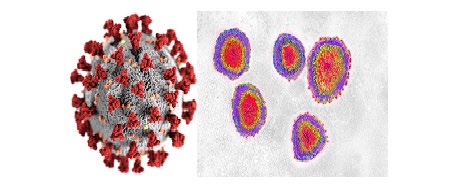 Figure 8: Illustration of a SARS-CoV-2 Virion.