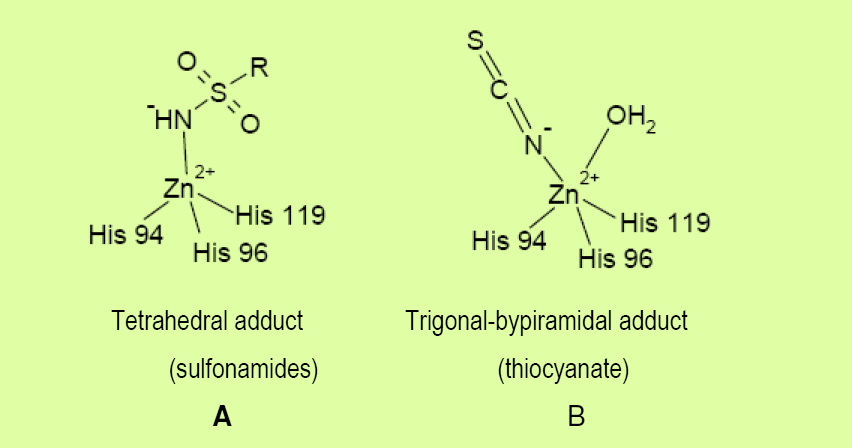 Figure 3: Binding of inhibitors with carbonic anhydrase active site [8]. The aromatic/heteroaromatic part of the inhibitor (R) viz; sulfonamide/sulfamate/sulfamide interact with the hydrophilic and hydrophobic residues of carbonic anhydrase. In deprotonated state as SO2NH- it is coordinated to Zn+2 of the enzyme, and it is –NH- moiety participate in the hydrogen bond with the oxygen of Thr., which in turn is engaged in another hydrogen bond to the carboxylate group of Glu. One of the oxygen atoms of the – SO2NH- moiety also participates in a hydrogen bond with the backbone –N- moiety of Thr [17]. A general pharmacophore (Figure 4), for the compounds acting as carbonic anhydrase inhibitors has been reported by Thiry et al. from the analysis of the CA active site and from the structure of the inhibitors described in the literature. This pharmacophore includes the structural elements that are required to be present in the compounds in order to act as CA inhibitors. This includes the presence of a sulfonamide moiety which coordinates with the zinc ion of the active site of the CA and the sulfonamide is attached to a scaffold which is usually a benzene ring. The side chain might possess a hydrophilic link able to interact with the hydrophilic part of the active site and a hydrophobic moiety which can interact with the hydrophobic part of the CA active site.