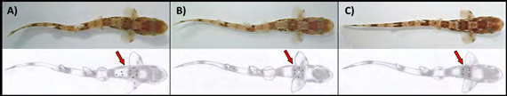 Figure 1: Pictures (above) and draws (bottom) of black dorsal identification spots of three S. canicula: A) specimen “Alfa”; B)“Beta”; C) “Delta”.