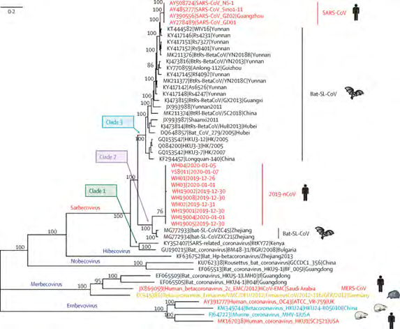 Figure 2: Phylogenetic analysis of full-length genomes of 2019-nCoV and representative viruses of the genus Betacoronavirus 2019-nCoV=2019 novel coronavirus. MERS-CoV=Middle East respiratory syndrome coronavirus. SARS-CoV=severe acute respiratory syndrome coronavirus.