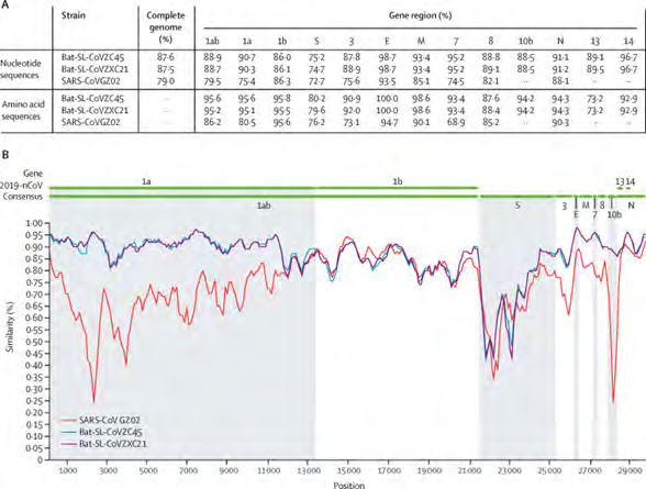 Figure 3: Sequence identity between the consensus of 2019-nCoV and representative betacoronavirus genomes (A) Sequence identities for 2019-nCoV compared with SARS-CoV GZ02 (accession number AY390556) and the bat SARS-like coronaviruses bat-SL-CoVZC45 (MG772933) and bat-SL-CoVZXC21 (MG772934). (B) Similarity between 2019-nCoV and related viruses. 2019-nCoV=2019 novel coronavirus. SARS-CoV=severe acute respiratory syndrome coronavirus.