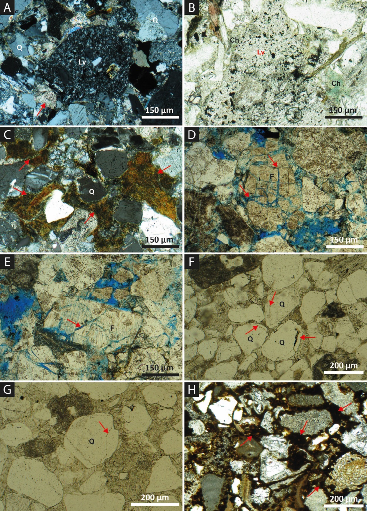 Figure 7: Petrographic features of the main diagenetic features affecting the studied turbiditic sandstones. A-B-C) Corleto Formation: A) Volcanic and metasedimentary lithic fragments of the Corleto sandstone are highly compacted and cemented by patchy calcite , This is testified also by the presence of compenetreted grains related to pressure-solution processes; B) occurrence of authigenic pore-lining chlorite; C) occurrence of clay matrix partially recrystallized of original argillaceous rip- up clasts of turbiditic quartzolithic sandstone of the Corleto Formation. D-E) Castelvetere Sandstone Formation: D-E) feldspar dissolution and partially dissolved feldspar grains generating secondary porosity and neoforming authigenic clay minerals. Development of secondary porosity, due to dissolution of feldspar grains, along preferentially dissolution and fracturing surfaces (red arrows); F-G-H) Numidian and Pre-Numidian Sandstone Formation: (F-G) abundant authigenic quartz overgrowth (red arrows) in well sorted Numidian quartzarenites. H) Hybrid arenites carbonate-rich of the pre-Numidian sandstone Formation include abundant early-cemented Fe-carbonate cements, partially dissolved during late diagenesis producing calcite and Fe- Oxides (red arrow).