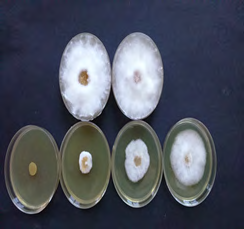 Figure 3: Antifungal Activity of graminearum of Pituranthos chloranthus.