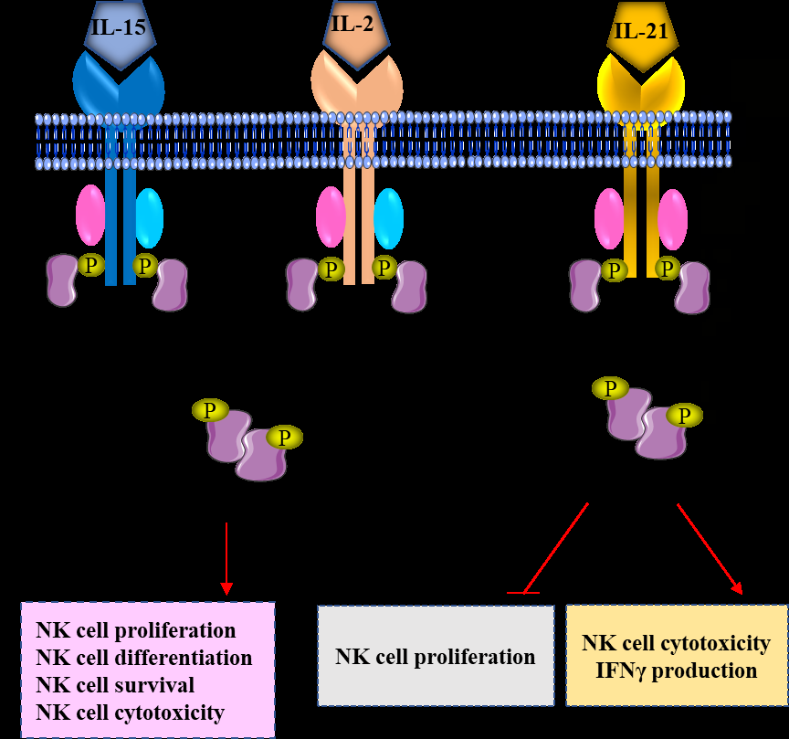 Figure 2: Regulation of NK cell biology by cytokines.