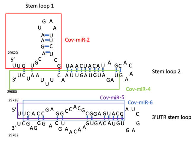 Figure 2: Putative CoV-2 microRNAs. CoV-2-miRNA candidates were presented in the 3’ end of the SARS-CoV-2 RNA genome.