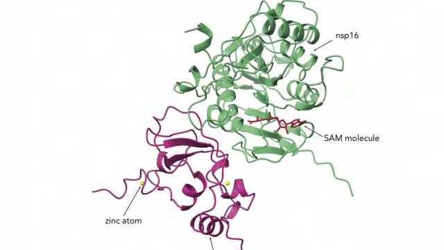 Figure 4: Illustrates A new potential drug target has been identified in SARS CoV-2 - the virus that causes COVID-19 - by scientists who say multiple drugs will likely be needed to respond to the pandemic [11].