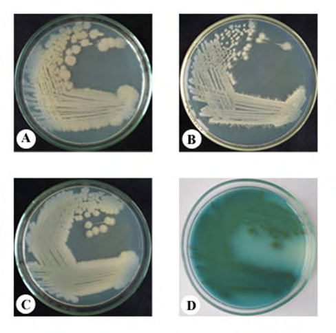 Figure 1: Bacterial species grown in nutrient agar medium isolated from the naturally injured/wounded cuticle of mud crab, Scylla serrata. A: Colony 1; B: Colony 2; C: Colony 3; D: Colony 4