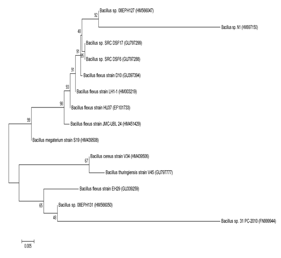 Figure 3: Phylogenetic relationships of colony 1 (_Bacillus_ sp. N1) derived from 16S rDNA gene sequence homology. The sequences have been retrieved from NCBI databases and the tree was drawn using neighbour joining algorithm with kimura 2 parameter distances in MEGA 4 software. The bar represents distance values calculated in MEGA and values at nod represent percentage of 1000 bootstrap replicates. Numbers in bracket represent GenBank accession numbers.