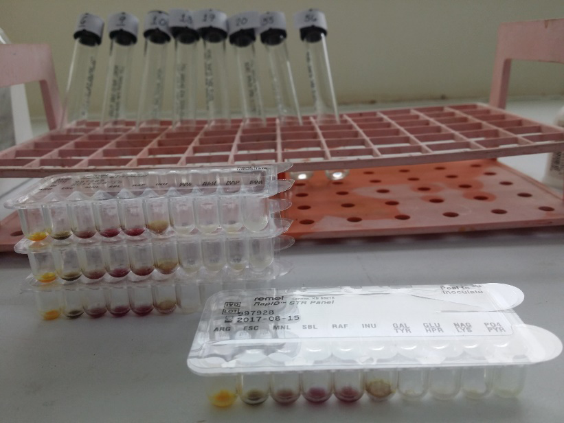 Figure 2: The Remel RapIDTM STR System that is used in the biochemical characterization and identification of the bacterial isolate.