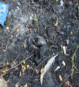 Figure 6: Traces of Burnt Tyre.