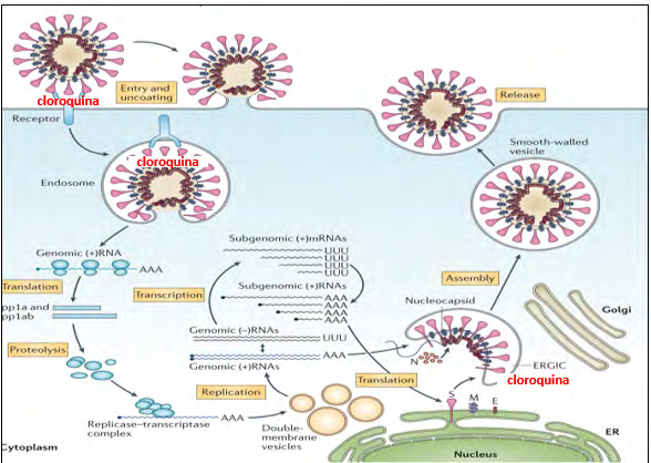 Figure 2: It appears 2. Process of union to the receptor of the human cell, process of replication, assembling and release of the virión from the cell infected and key places of action of the cloroquine/hidroxicloroquine Source: Of Wit, And., they Go Doremalen et al., N., SARS and MERS: Recent insights into emerging coronaviruses. Nature Reviews Microbiology.