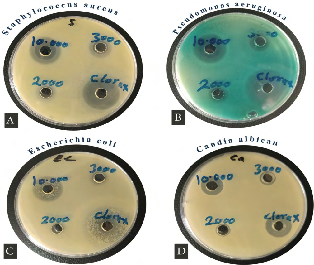 Figure 1: Inhibition zones observed with Effervescent NaDDC Tablets and liquid bleach (Clorox®), (A) Inhibition zones against Staphylococcus aureus, (B) Inhibition zones against Pseudomonas aeruginosa, (C) Inhibition zones against Escherichia coli, (D) Inhibition zones against Candida albican.