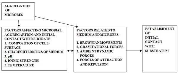 Figure 2: Events Occurring during Initial Stages of Biofilm Formation.