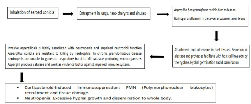 Figure 2: a) Pure culture of Aspergillus flavus on PDA (Potato dextrose agar). b) Aspergillus flavus bulby vesicle bearing metullae and phialides, which forms the conidia (dark blue colour) attached on conidiophore. (Lacto-phenol cotton blue stain).