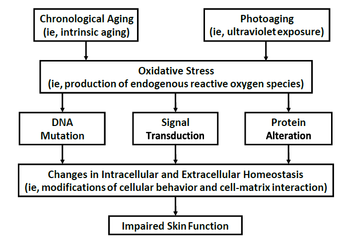 Figure 1: Skin Function.