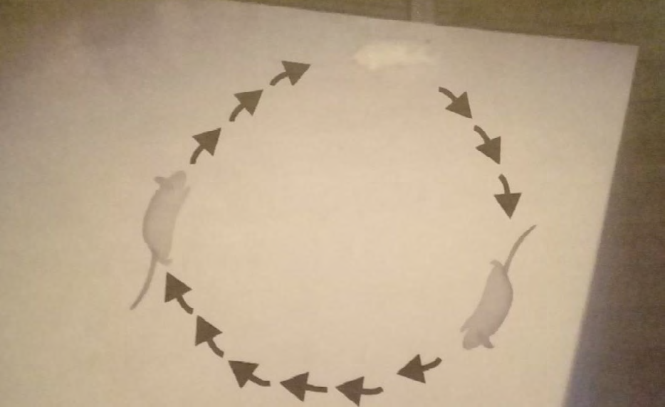 Figure 1: Unidirectional stereotyped circling in mice in open field following IP injection of methanol.