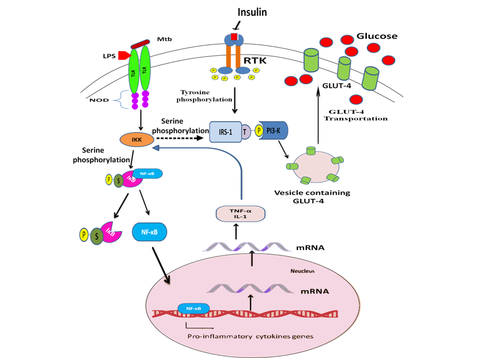 Figure 3: Impact of TB on DM: Lipopolysaccharide (LPS) interact with Toll Like receptors (TLR) and activates inhibitor κB kinase (IKK) complex, a serine kinase which phosphorylates inhibitor κB (I κB) on Serine residue tends to dissociate from nuclear factor-kappa B (NF-κB) and NF-κB translocate inside nucleus and activates pro-inflammatory cytokine genes. Insulin binds with Receptor tyrosine kinase (RTK) lead to dimerisation and auto-phosphorylation. RTK phosphorylates IRS-1 on Tyrosine residue and activates PI3K which trigger the translocation of GLUT-4 containing vesicles toward cell membrane and mediates uptake of glucose inside the cell through GLUT-4 (an insulin dependent glucose transporter channel). Pro- inflammatory cytokines TNF-α and IL-1 also activates IKK which might be phosphorylates IRS-1 on serine residue and make it inactive so PI3-K could not trigger the GLUT-4 translocation toward membrane and ultimately impair the glucose uptake inside cell. Increased level of glucose in the blood due to sepsis called stress induced hyperglycemia.