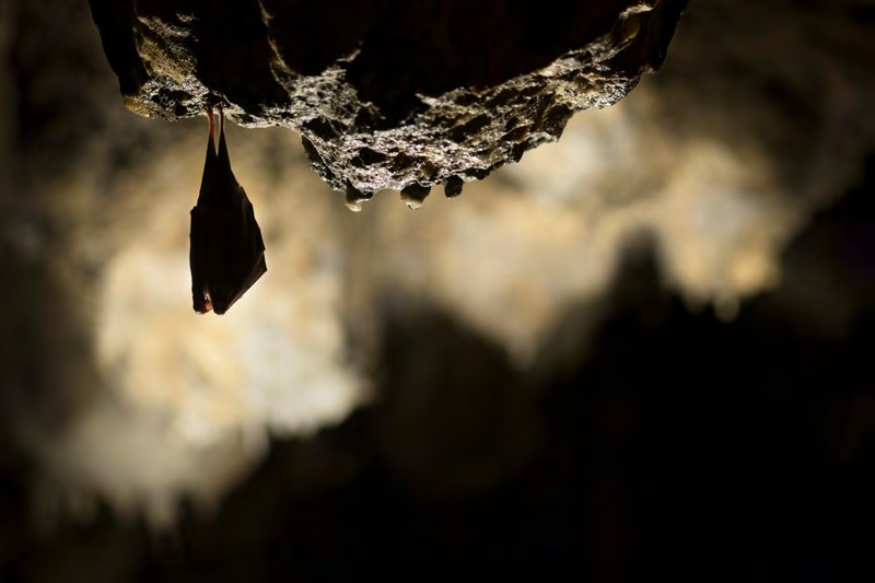 Figure 1: Studies refer to bats are sources of COVID-19 [4].