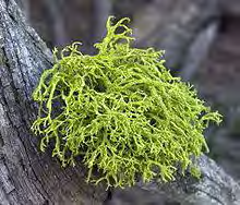 Figure 2: Lichen.
