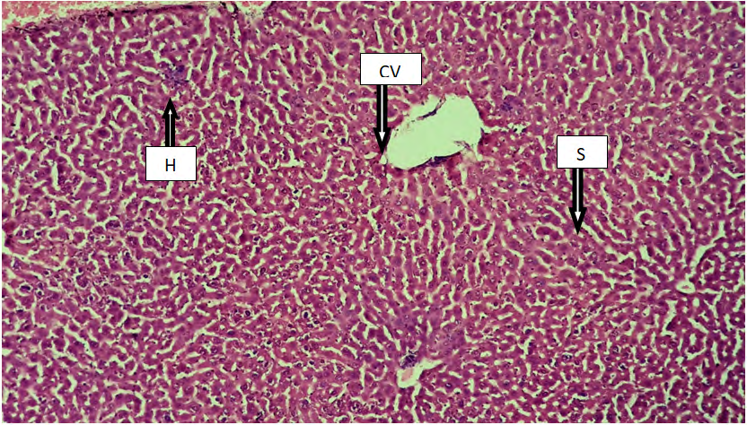 Figure 1: Cross histological section of liver tissue from intact male mice showing the normal structure of hepatocytes (H), central vein (CV) and sinusoid(S), (X100).