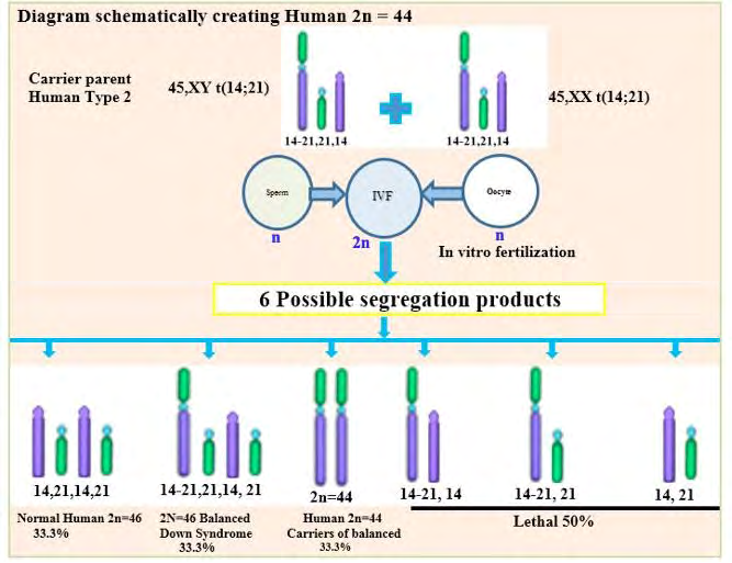 Figure 1: Diagram schematically creating human 2n=44.