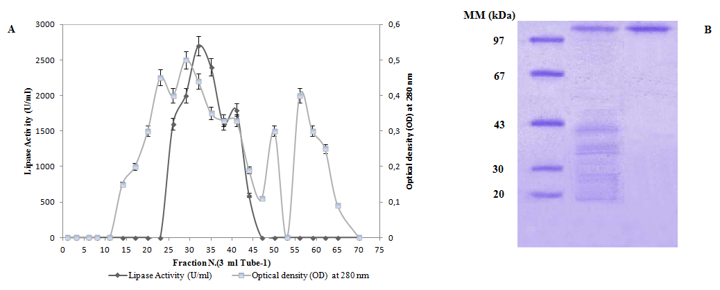 Figure 2: (A) Chromatography of ANL on Sephacryl S-200 gel filtration and cation exchange chromatography (Mono-Q). The colomn (3 × 100 cm) was equilibrated with buffer a (20 mM sodium acetate pH 5.4, 20 Mm NaCl, 1 mM benzamidine). The elution of lipase was performed with the same buffer at a rate of 30 ml/h. Lipolytic activity was measured under standard conditions at pH 8.00 and 50°C using a pH-stat. (B) SDS/PAGE (15%). Lane 1, molecular mass markers (Pharmacia); lane 2, characterisation of the ANL obtained after Sephacryl S-200 chromatography and (Mono-Q).
