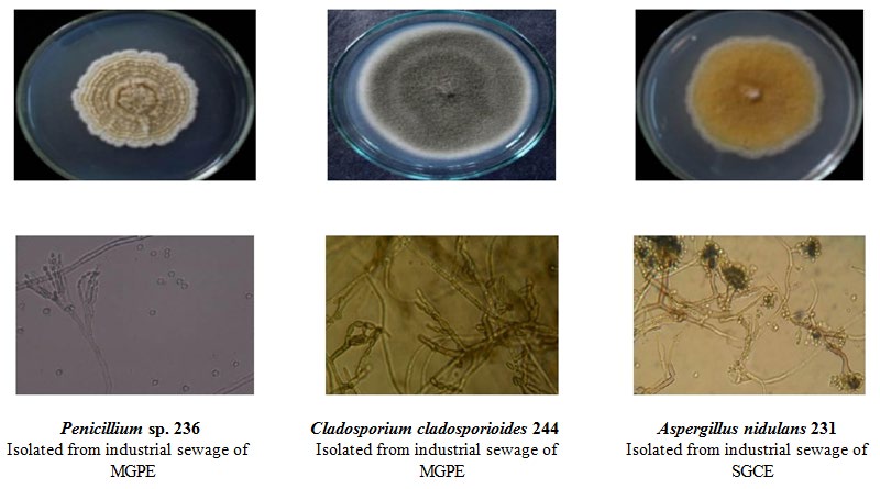 Figure 1: Colonies and conidiophores of isolated micromycetes.