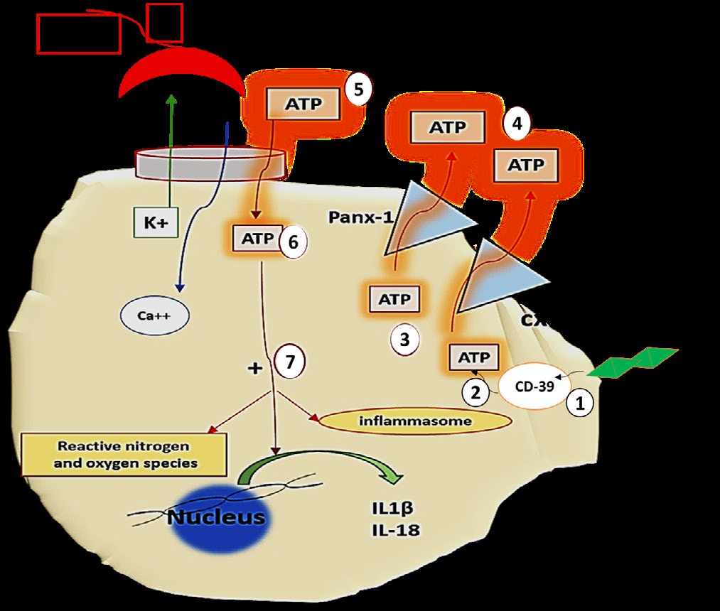 Figure 2: The second signal of dendritic cells activation. TLR induce internaliztion of CD39 (1) that consequently leads to increased intracellular ATP accumulation (2) to be subsequently released by Panx-1 and cx43 channels (3). Bioavailability of extracellular ATP (4) is mandatory for the activation of the P2x7 channels (proinflammatory Ca++-dependent K+ channels) (5) with subsequent pro-inflammatory sequels. HCQ is proficient in blocking P2x7 channels and thus suppress inflammation. Note the diagram illustrates the above text. Drawn by dr. Enas A. Elsaftawy.
