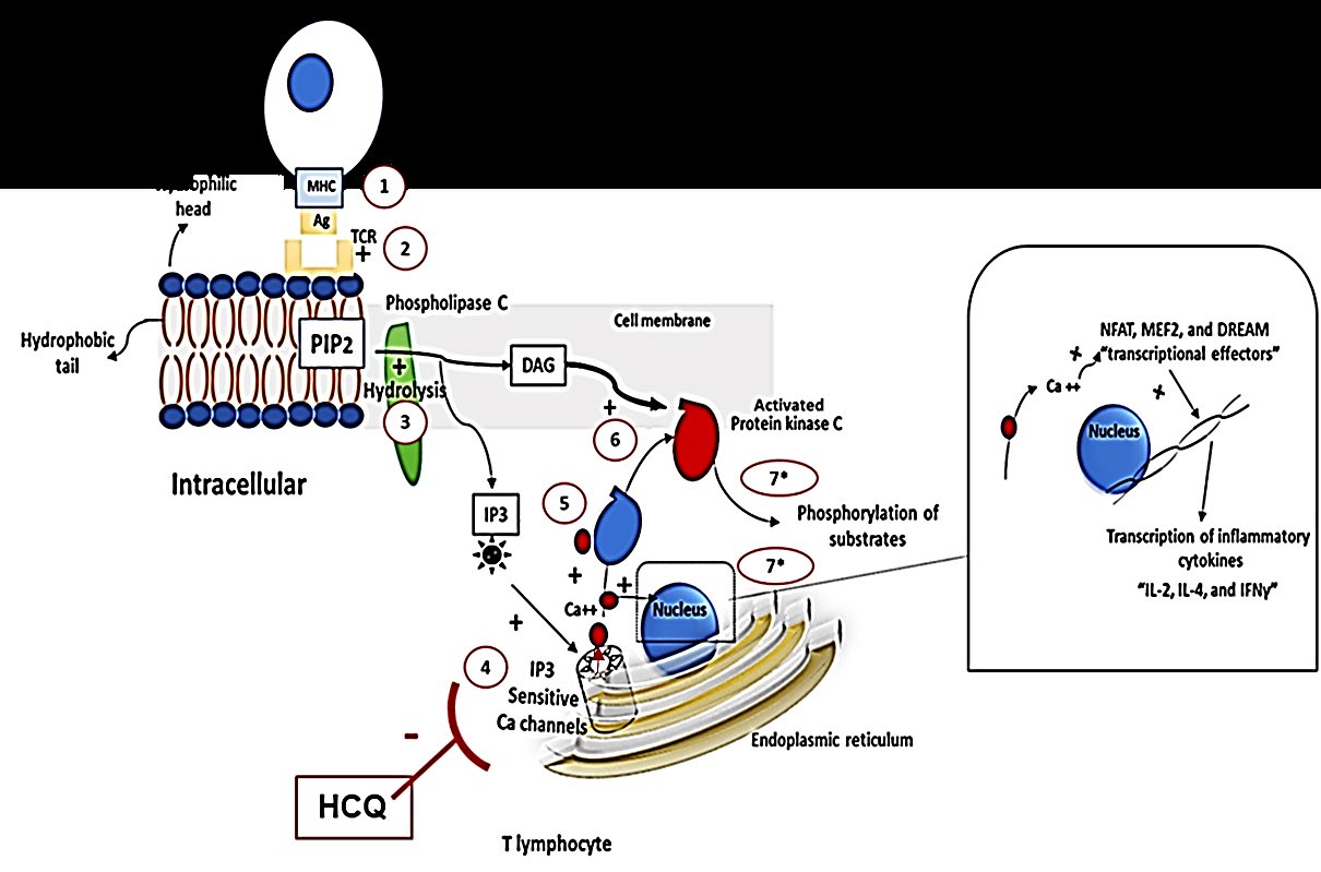 Figure 3: Characterization of Ca2+ channels during TCR signalling. (1,2) Antigen presenting cells activate TCR, (3) hydrolysis of PIP2 into DAG and IP3, (4) IP3 activates IP3 sensitive Ca channel (endoplasmic reticulum), (5) Ca2+ activates protein kinase C, which is also activated by DAG (6). Activated protein kinase C undergoes phosphorylation cascade of the cellular substrates. (7) Ca2+ induce activation of cytokine transcription factors. The diagram illustrated the inhibitory effect of HCQ on T cell activation. Drawn by dr. Enas A. Elsaftawy. Antigen Antibody Complexes: CQ was found to dissociate antigen antibody immune complexes and thus it can reverse the antibodydependent cellmediated cytotoxicity (ADCC) and complementdependent cytotoxicity (CDC) in a unique reaction that was not seen by other immune modulate agents for instance methotrexate [37,38].