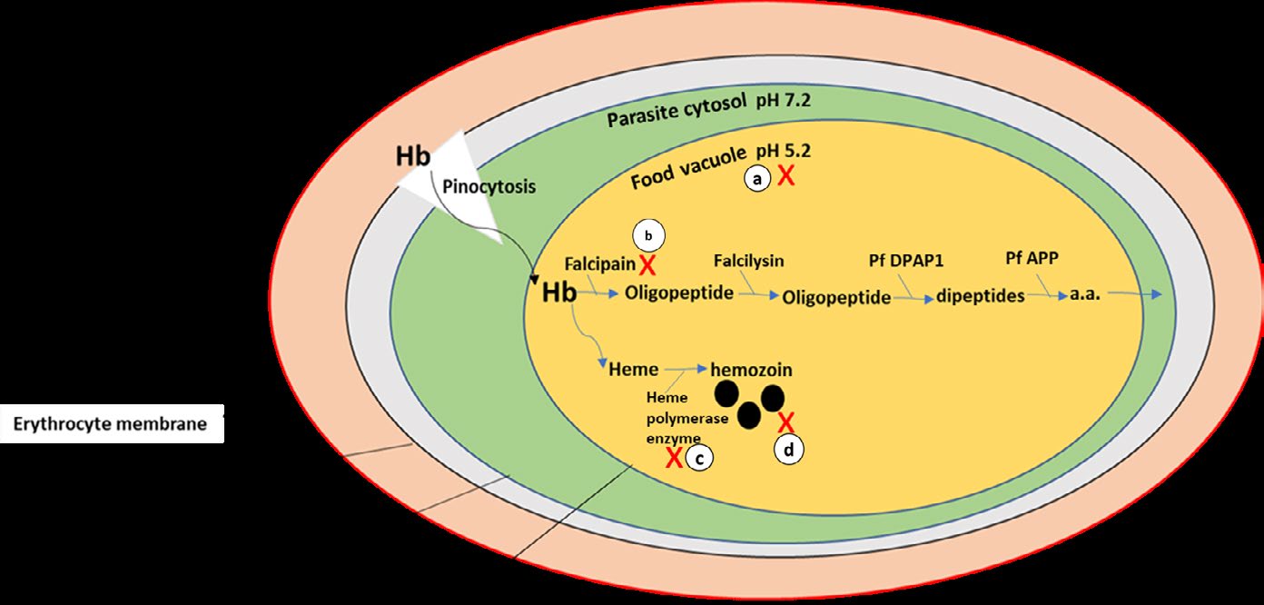 Figure 5: In regards to prior studies, HCQ hinders growth and replication of the merozoite as it (1) accumulates in the food vacuole (lysosome) of the malaria parasite to raise its pH, (2) interferes with the ability of the parasite to proteolyse hemoglobin (Hb) by acting on the protease enzyme called falcipain, (3) interfere with the action of (the parasitic) heme-polymerase enzyme that leads to the accumulation of the toxic by-product (β-hematin). The diagram clarified anti-parasitic actions of HCQ in malaria. Drawn by dr. Enas A. Elsaftawy.