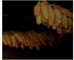 Figure 2: Indicating maize smoking.