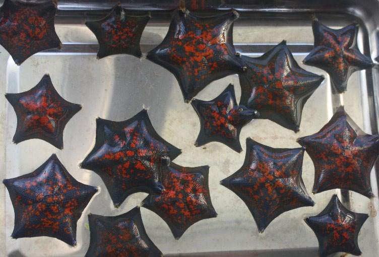 Figure 1: The starfish Asterina pectinifera is the most widespread species of sea stars in the Peter the Great Bay of the Sea of Japan.
