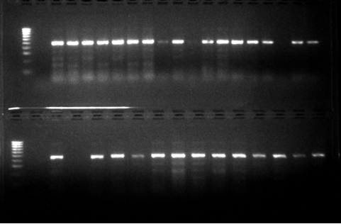 Figure 3: Gel electrophoregram for the identification of members of the Anopheles Funestus s.l complex. Lane M=100bp molecular weight marker, Lane 1-48 at 460bps=Anopheles Funestus s.s.