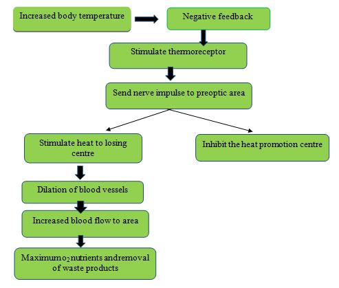 Figure 2: Vasodilation.