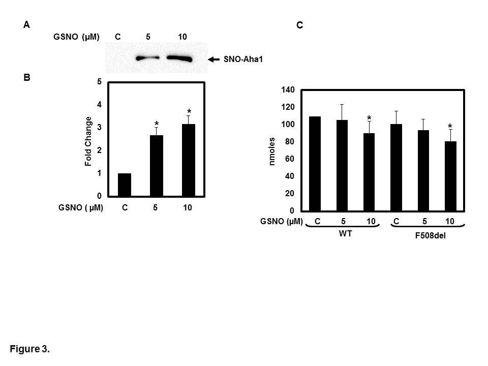 Figure 2: Knock down of endogenous Aha1 was accomplished by transfection of CFBE41o- cells with 50 nM of Aha1 siRNA duplexes specific for Aha1compared to scrambled. After 48 h post-transfection, cells were treated for 4 h in the presence or absence of GSNO. Cell surface biotinylation was performed, as previously described [19]. CFTR was IP with monoclonal antibody (anti-CFTR mAb596) and subjected to SDS-PAGE on 6% gels; biotylated CFTR was detected with streptavidin- conjugated HRP. The membrane was stripped and reprobed with β-actin (A). The optical densities of the bands were quantified by densitometry (B). Data are the mean ±SD, n=3, *p<0.01.
