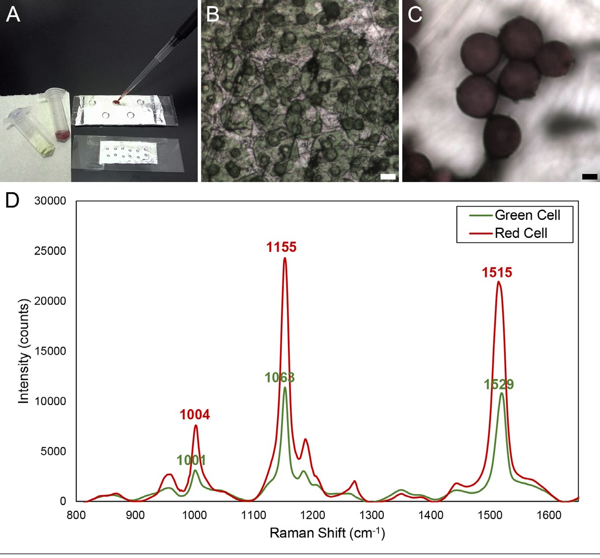 Figure 1: Raman spectroscopy of individual algae cells using Raman micro-spectrometer. (A) Freshly collected cell cultures were taken on an aluminium covered glass slide and excess water was removed carefully to minimize cell movement. No additional processing was required. (B-D) Cell localization of individual algae cells of varying shape, size and colour with simultaneous spectra collection for correlating chemical and structural characteristics. (B) Algae culture of oval green cells, 25-35 μm in diameter with multiple pyrenoids. (C) Algae culture of spherical red cells 25-30 μm in diameter with smooth featureless cell wall. Scale bars = 10 μm. (D) Raman spectra of green and red cells for comparative analysis showing major peaks of carotenoids.