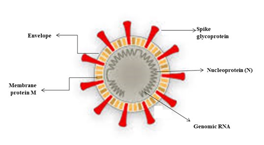 Figure 3: SARS-CoV-2 Structure.