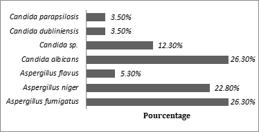 Figure 1: Distribution of etiological agents isolated in culture from patients with otomycosis.