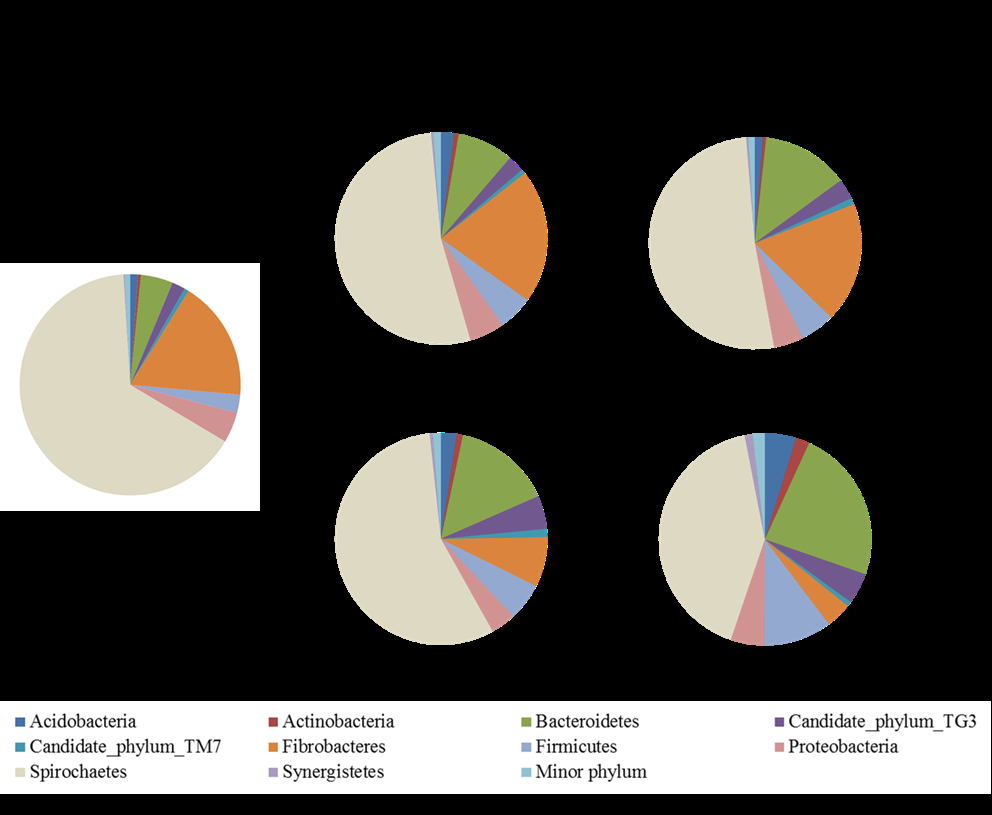 Figure 2: Changes in the relative abundance of the major phyla in the termite guts: A) directly collected from their nest, B) fed with birch and C) fed with PB1000.