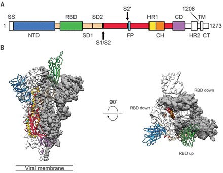 Figure 1: Courtesy ref no-3-Structure of SARS-COV2.