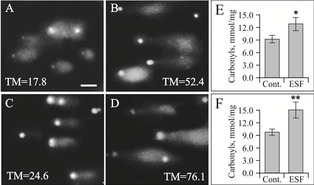Figure 8: ESF genotoxic effect towards EAC cells and mice leucocytes. A,B-ESF exposed leucocytes; C,D-ESF exposed EAC cells; A,C-non-exposed controls; B,D-exposed cells; TM-Tail moment; E-Carbonyls measured in leucocytes lysates; F-Carbonyls measured in EAC cell lysates.