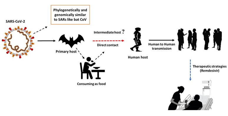 Figure 4: Hosts of corona virus. Source: COVID-19 infection: Origin, transmission, and characteristics of human coronaviruses Muhammad AdnanShereenab1SulimanKhana1AbeerKazmicNadiaBashiraRabeeaSiddiqueaJournal of Advanced Research Volume 24, July 2020, Pages 91-98.