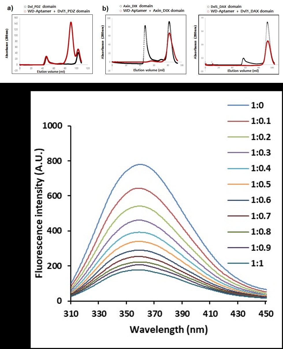 Figure 2: Interaction study of Dvl1_PDZ domain and WD-Aptamer. SEC binding assay of WD-Aptamer and (a) Dvl1_PDZ domain, (b) Axin_DIX domain, and Dvl1_DAX domain. Both proteins are Wnt/β-catenin signaling component proteins. (c) Fluorescence spectroscopy analyses of the interaction between WD-Aptamer and Dvl1_PDZ domain. The molar ratios of Dvl1_PDZ domain and WD-Aptamer are presented. A.U., absorbance units.