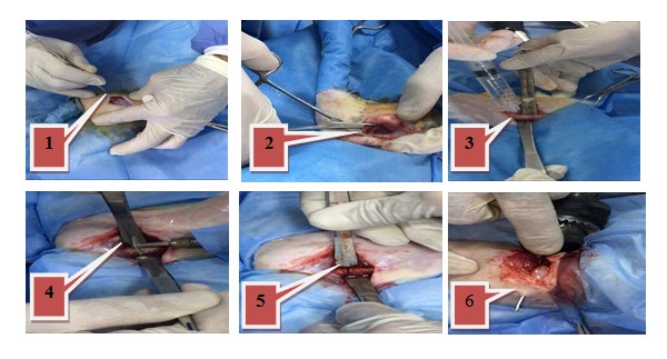 Figure 1: Surgical operation to implan FGSR.1.Site of incision, 2. Dissect the underlying soft tissues, 3. Exposed the femoral bone, 4. Induced transverse fracture in the mid shift of the femoral bone, 5.Creat complete transverse fracture, 6. Inset the FGSR in the bone marrow canal.