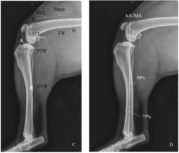 Figure 1: Measurements of the stifle joint angle at 90° (A and C) and AMA-angle with the craniocaudal position of the patella relative to the AA (B and D) on mediolateral radiographs of a contralateral healthy stifle of a LR at the time of a U-CCLR (A and B), and of a healthy old LR (C and D). PTW, proximal tibial width; DTW, distal tibial width; A, cranial extent of the medial tibial plateau; B, midpoint of the DTW; AB = 2X PTW; FCL, femoral condylar length; X, proximal extend of the femoral trochlea; FW, femoral width, which is measured at the distance equal to the FCL; D, segment parallel and proximal to the FW at 20 mm from the FW; Stifle joint angle is the angle formed between the long axis of the distal femur (line connecting the midpoints of FW and D) and the long axis of the proximal tibia (line connecting A and B), according to Mostafa, et al. [22]; AA, anatomical axis; MA, mechanical axis; AMA-angle, angle between AA and MA according to Guénégo, et al. [10].