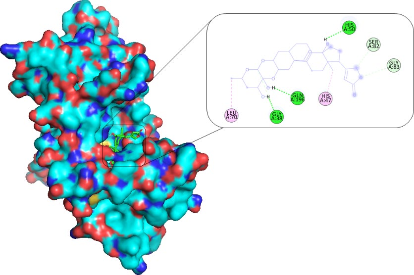 Figure 2: 2D interaction analysis showing involved residues and bonds. The PDB ID: 1JIJ complex with Calotroproceryl acetate A.