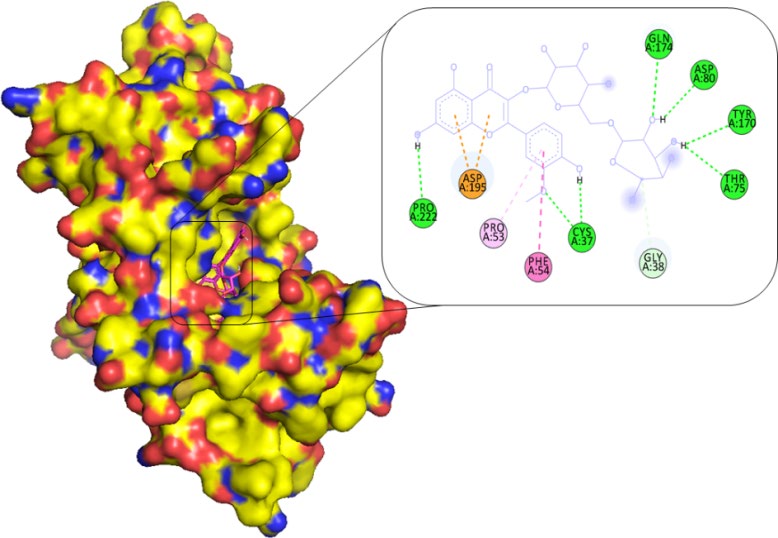 Figure 3: 2D interaction analysis showing involved residues and bonds. The PDB ID: 1JIJ complex with L-rhamnose.