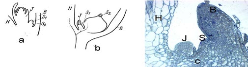 Figure 2: Illustrative developmental pattern of serial buds on D. polystachya. Primary and serial buds (a), aerial tuber containing serial buds (b) [10], primary and serial buds (c) primordia as observed under light microscope. B leaf/leaf primordium. H main stem, J primary/main bud, S, S1 and S2 serial buds.