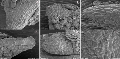 Figure 4: Morphological features of surviving and dead explants at three days after recul- ture. Dead cryopreserved (a) and PVS2 treated (b) leaf primordium (explants) show small wrinkles at various sites at the tissue’s surface and at trichomes, whilst surviving PVS2 treated (c) and in vitro culture (d) explants exhibit turgened (normal) cells at surface (epidermis) of the tissues. Newly developed axillary structure of cryopreserved explants exhibit highly wrinkled surface (d, f); tw, wrinkle. Bars indicate 100µm (e), 40µm (the rest).