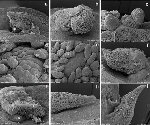 Figure 5: Morphological features one week after re-culture (a-i). An axillary leaf bud developed from the dead original leaf primordium (a), enlargement of the axillary developed structure (b) and development of new tissues on the previously developed tissue structures from the near apex of the original leaf primordium (c) of the surviving cryopreserved explants. Fresh and smooth epidermal tissues observed on the seven days re-cultured surviving cryopreserved explants (e) in comparison to several wrinkled and broken trichomes on the surface of three days old surviving explants (d). Slowly developed surviving original leaf primordium (f) and rapidly elongated tissue from the base part of the leaf primordium (g) after PVS2 treatment. Elongation and enlargement of the original leaf primordium (h) and newly developed axillary bud primordium (i) exhibit by in vitro cultured explants; xb, axillary bud, s, newly developed tissue structures, tw, wrinkled trichomes, sw, slightly rough (wrinkled) tissue surface, t, trichome, x, axilary bud pri- mordium. Bars indicate 20 μm (d), 40 μm (e) and 200 μm (the rest).